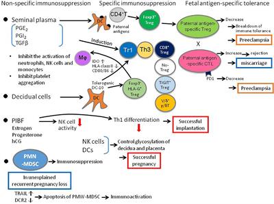 Editorial: Adaptive Immunity in Pregnancy